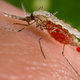 Image for article titled The Downside Of Eliminating A Possible Ethnic Bioweapon